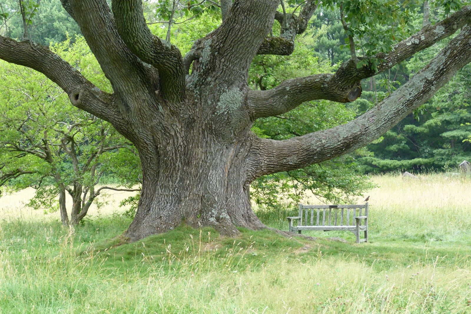 Cây Tần bì trắng