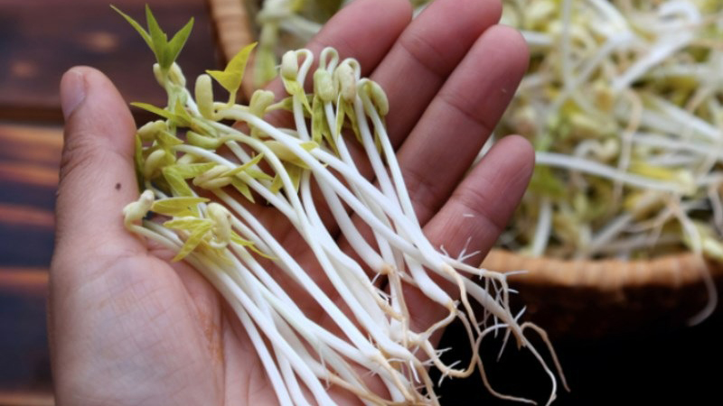 Bị mụn có nên ăn giá đỗ không? Lưu ý khi ăn giá đỗ ai cũng nên biết 4