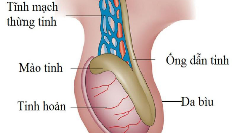 Giải đáp: Bìu là gì? Bìu có những chức năng nào? 3
