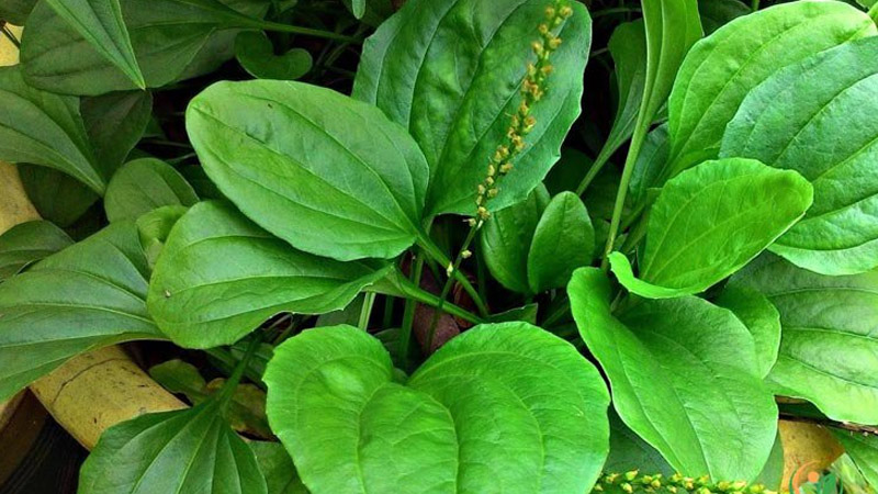 Giải đáp: Cây mã đề nấu nước uống có tác dụng gì 1