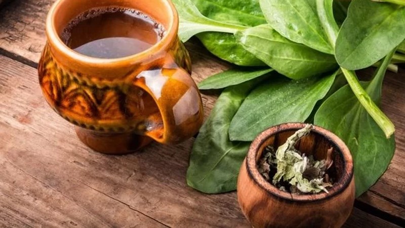 Giải đáp: Cây mã đề nấu nước uống có tác dụng gì 3