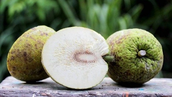 giai-dap-qua-sa-ke-an-song-duoc-khong Cropped.jpg