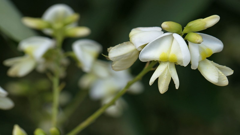 Giải đáp thắc mắc: Hoa hòe có làm ảnh hưởng dạ dày không? 1