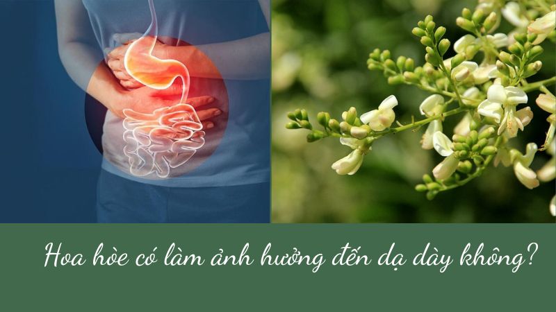 Giải đáp thắc mắc: Hoa hòe có làm ảnh hưởng dạ dày không? 4