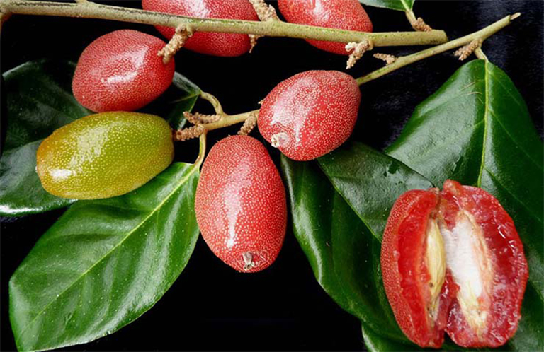 Giải Đáp Thắc Mắc: Quả Nhót Ngâm Rượu Được Không? 1