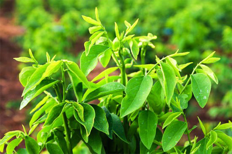 Giải đáp thắc mắc rau ngót ăn sống được không? 3