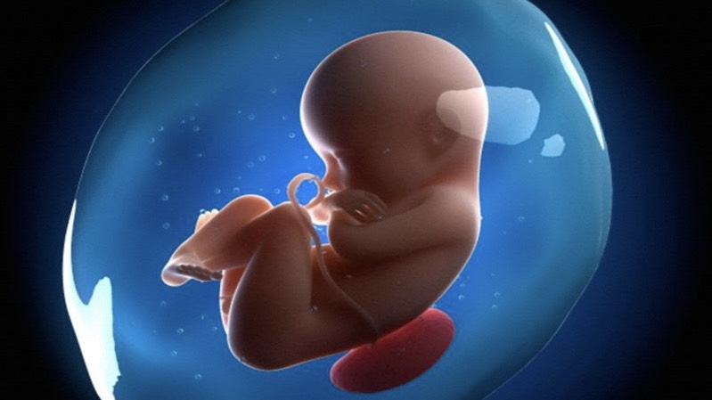 giai-doan-vang-phat-trien-tri-nao-thai-nhi-bi-quyet-kich-thich-tri-nao-thai-nhi-trong-giai-doan-vang 2