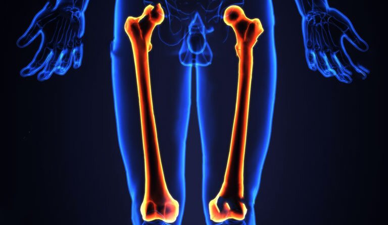 giai-phau-xuong-dui-chuc-nang-va-cac-van-de-thuong-gap 1.jpg