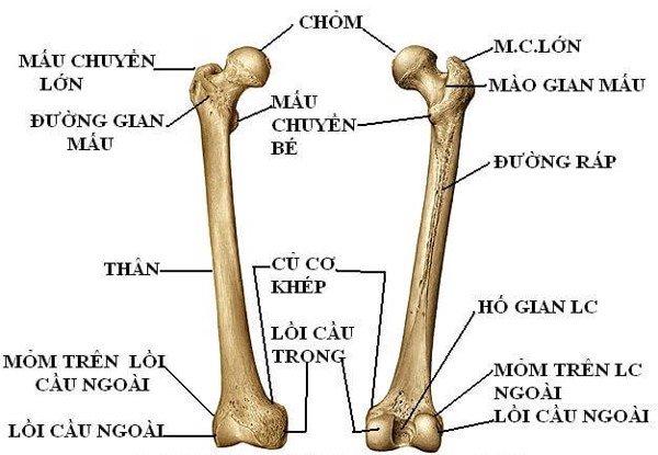 giai-phau-xuong-dui-chuc-nang-va-cac-van-de-thuong-gap 2.jpg