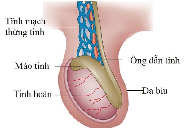 Giãn tĩnh mạch thừng tinh 2 bên: Nguyên nhân, triệu chứng và cách điều trị 1