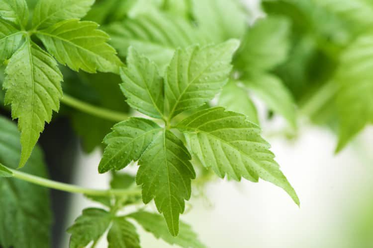 Góc giải đáp: Uống giảo cổ lam hàng ngày có tốt không? 2