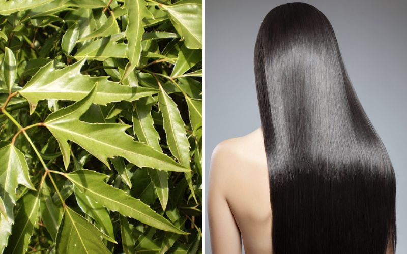 goi-dau-bang-la-dinh-lang 2.jpg