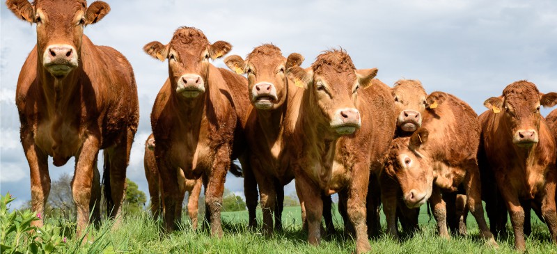 Grass-fed collagen là gì? Lợi ích của grass-fed collagen 1