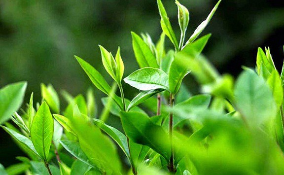 Green tea leaf là gì? Công dụng của Green tea leaf với làn da và sức khỏe