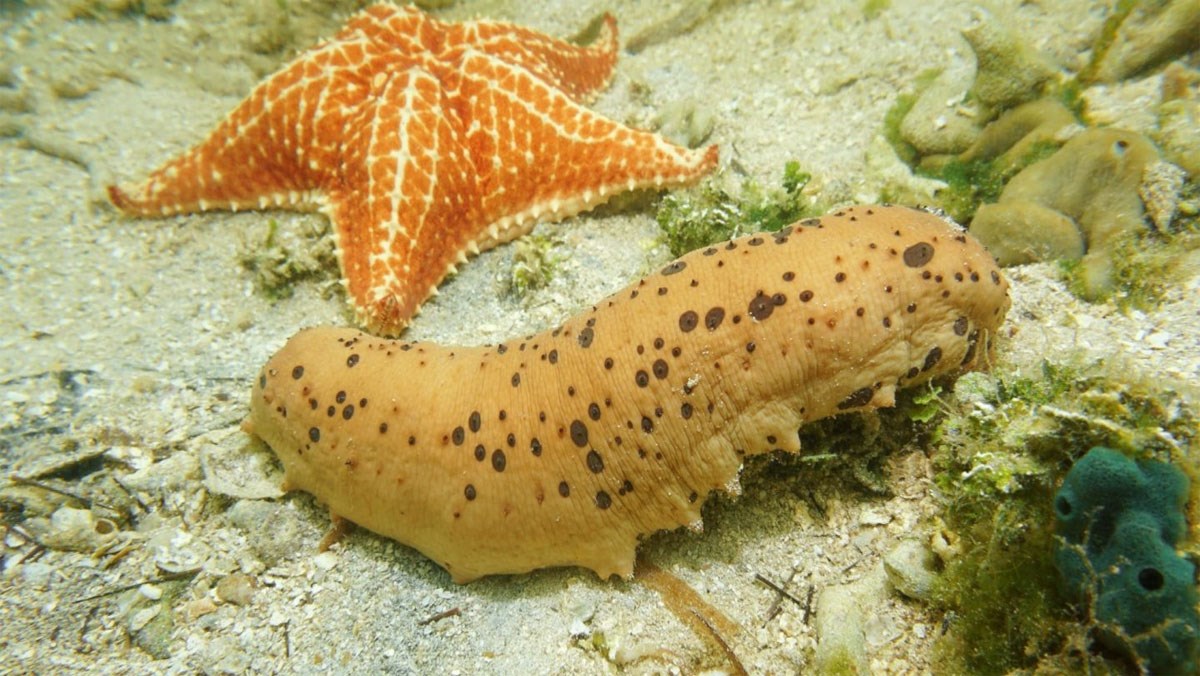 Hải sâm là con gì