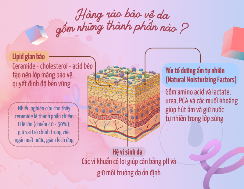 Hàng rào bảo vệ da gồm những thành phần nào?