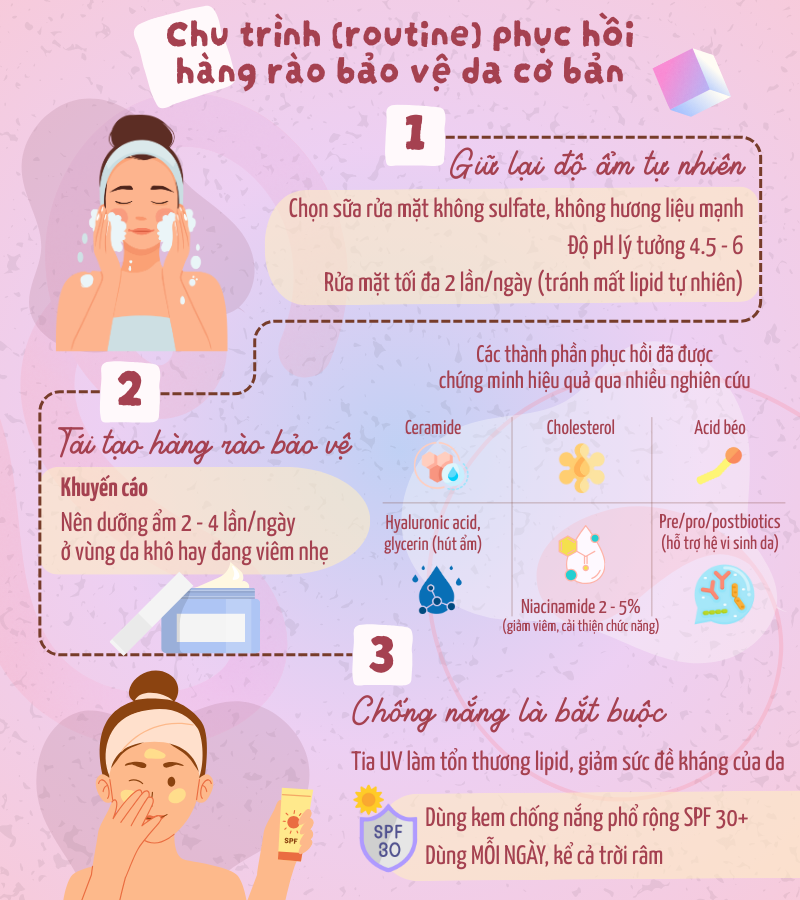 Chu trình phục hồi hàng rào bảo vệ da cơ bản