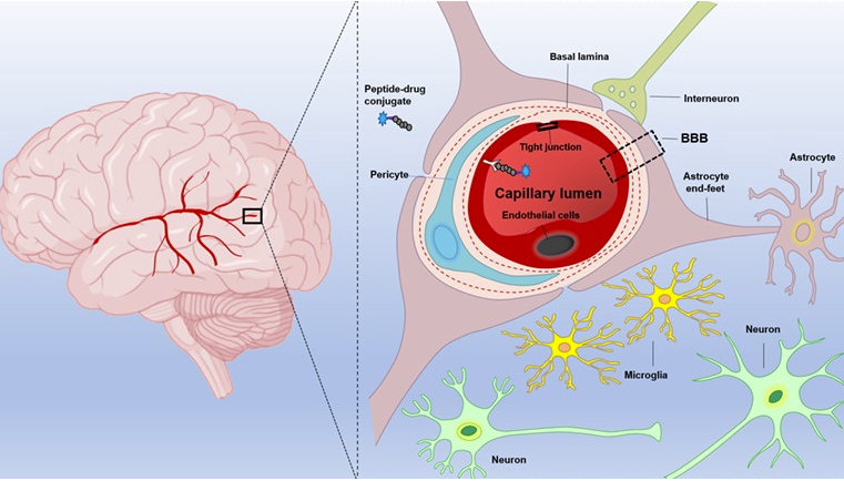 hàng rào máu não 2