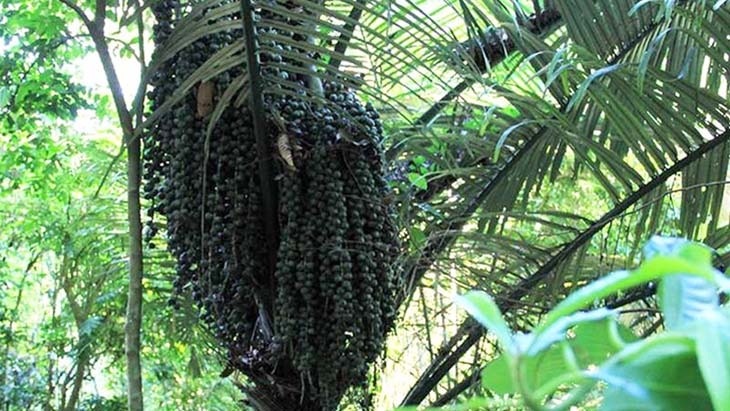 Hạt đác ăn sống được không? Tác dụng khi ăn hạt đác 2