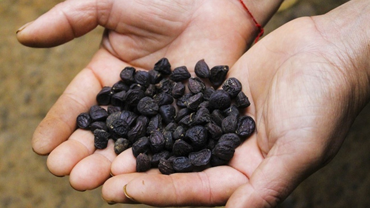 quả dổi trị bệnh