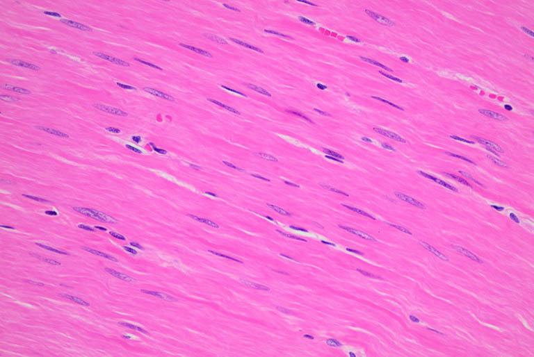 he-thong-co-va-vai-tro-cua-chung-doi-voi-co-the-nguoi 3.jpg