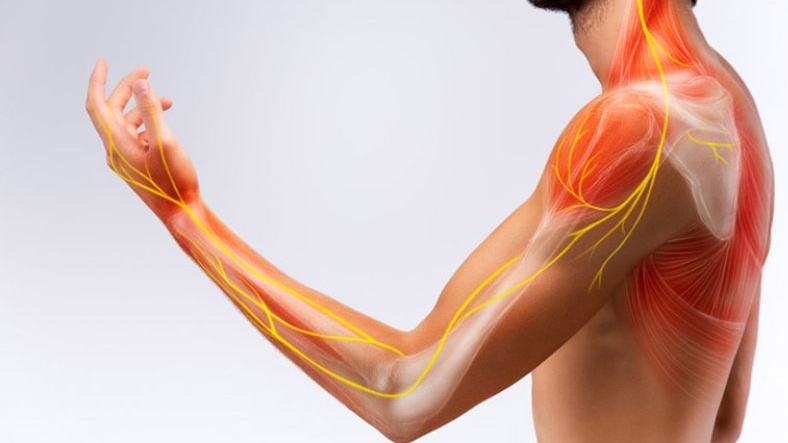 Hệ thống tĩnh mạch chi trên của cơ thể gồm những gì? 2