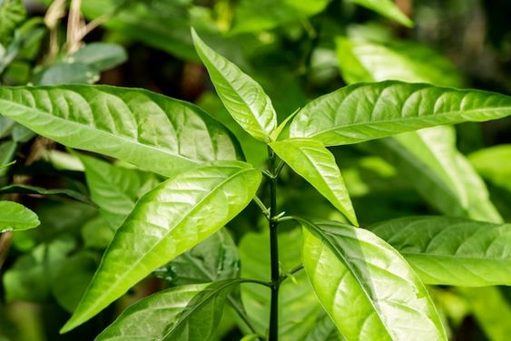 Hiểu rõ cây hoàn ngọc trị bệnh gì để sử dụng hiệu quả hơn 1