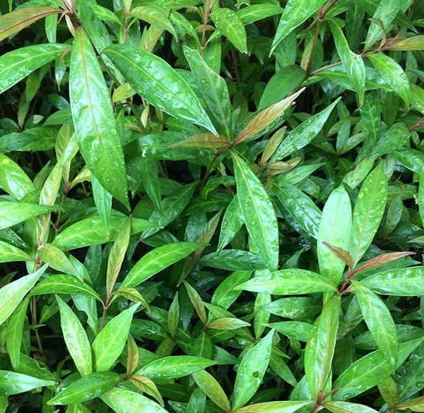 Hiểu rõ cây hoàn ngọc trị bệnh gì để sử dụng hiệu quả hơn 3