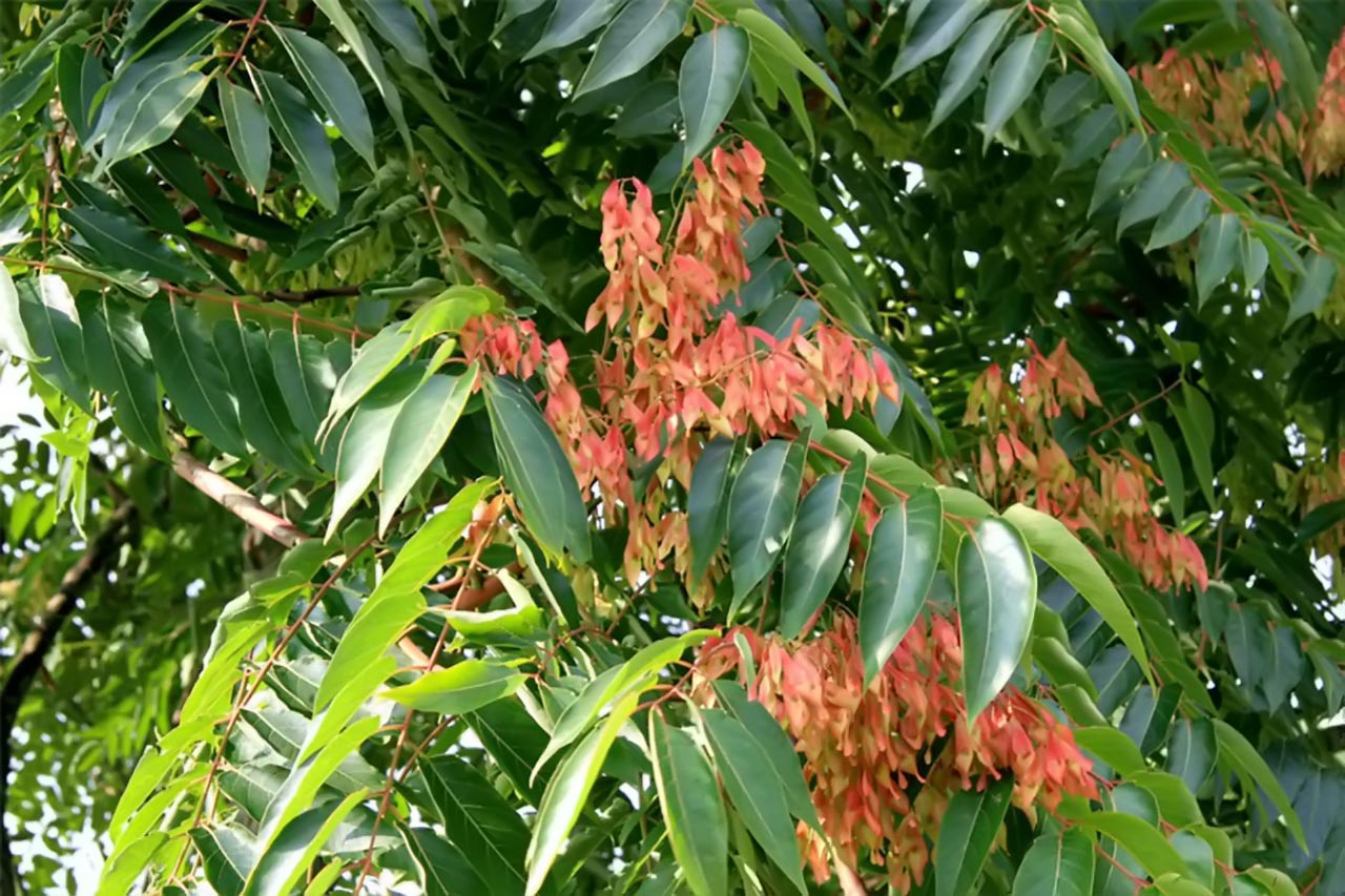 Cây Phượng nhỡn thảo