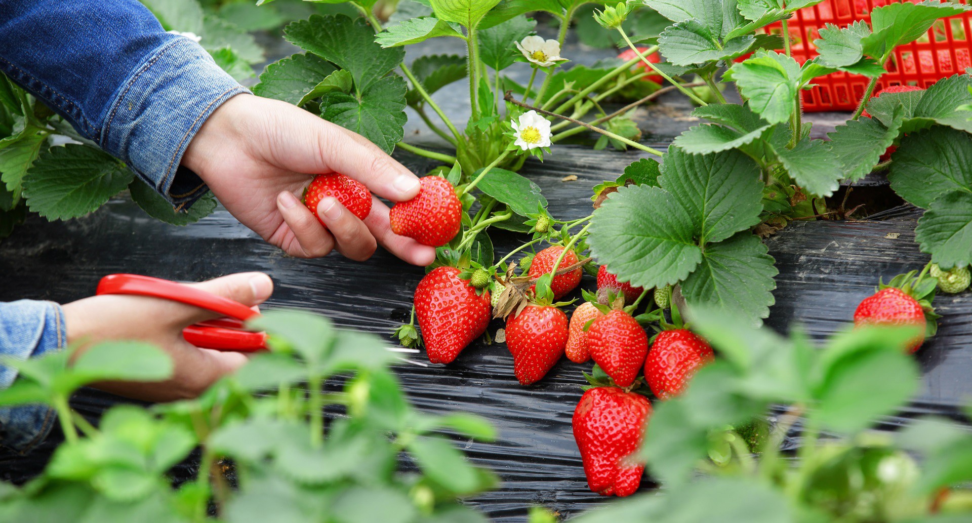 Điểm danh các loại thực phẩm giàu vitamin C cho trẻ 5