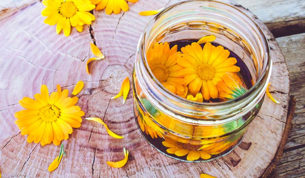 Hoa cúc Calendula có tác dụng gì với sức khỏe và làm đẹp? 1
