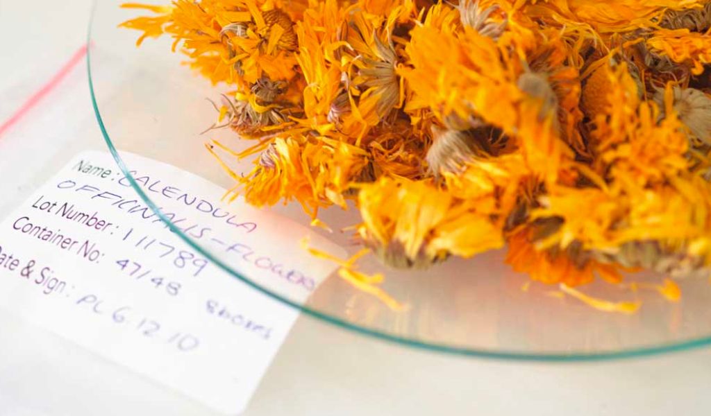 Hoa cúc Calendula có tác dụng gì với sức khỏe và làm đẹp? 2