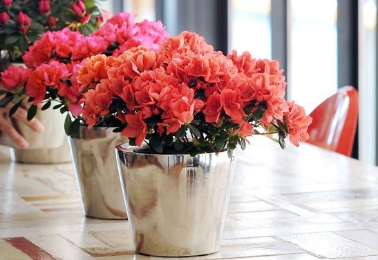 Hoa đỗ quyên có độc không? Tại sao cây đỗ quyên có độc nhưng lại được dùng để trị một số bệnh? 2