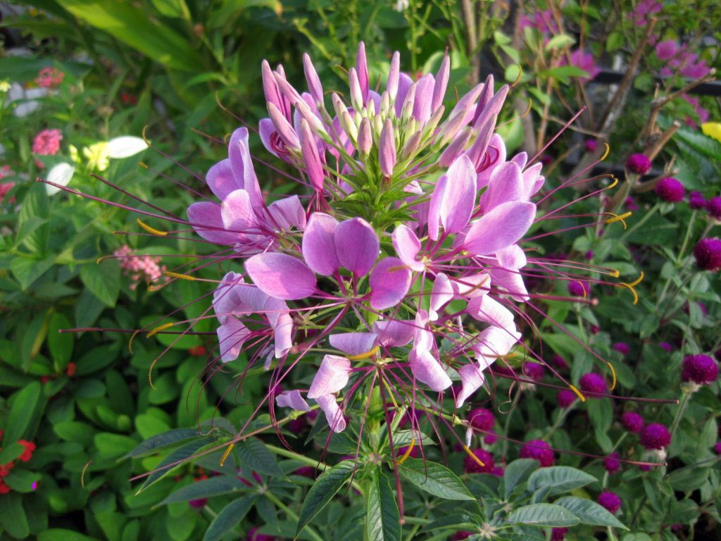 cây thuốc râu mèo