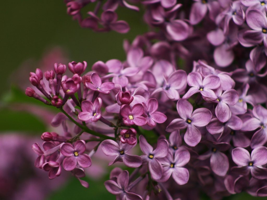 Heliotropin được sử dụng chủ yếu trong nước hoa (hoa tử đinh hương)