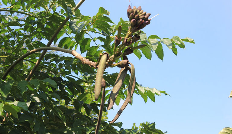 Hoàng bá: Vị thuốc thanh nhiệt với nhiều công dụng mới7.jpg