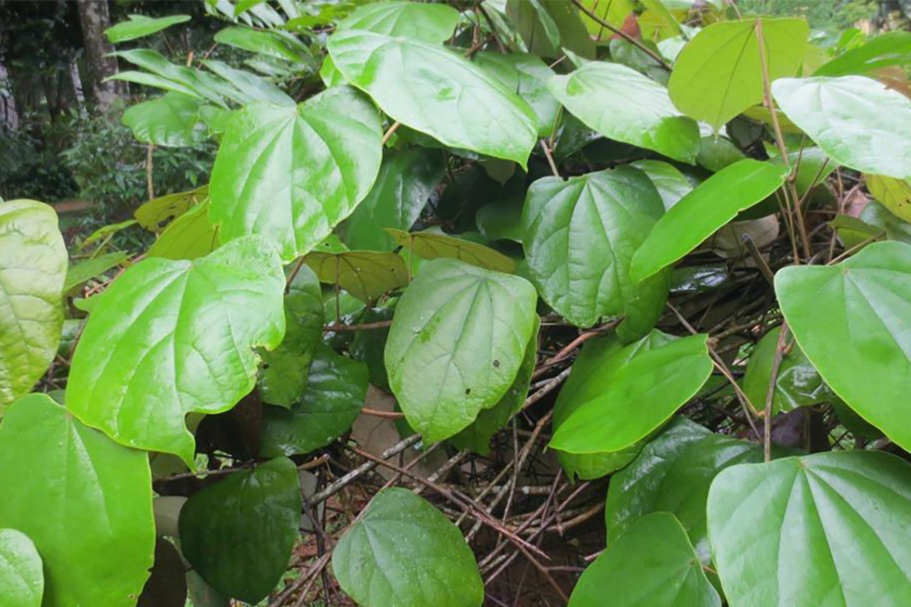 hoang-dang-than-va-re-1