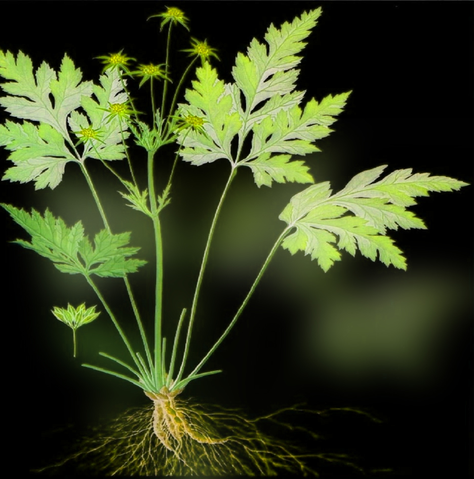 hoang-lien-than-re-1