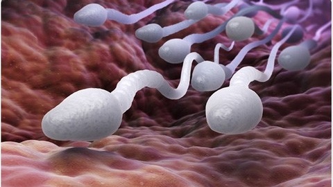 hoi-chung-klinefelter-co-con-duoc-khong-nhung-dieu-can-biet 3