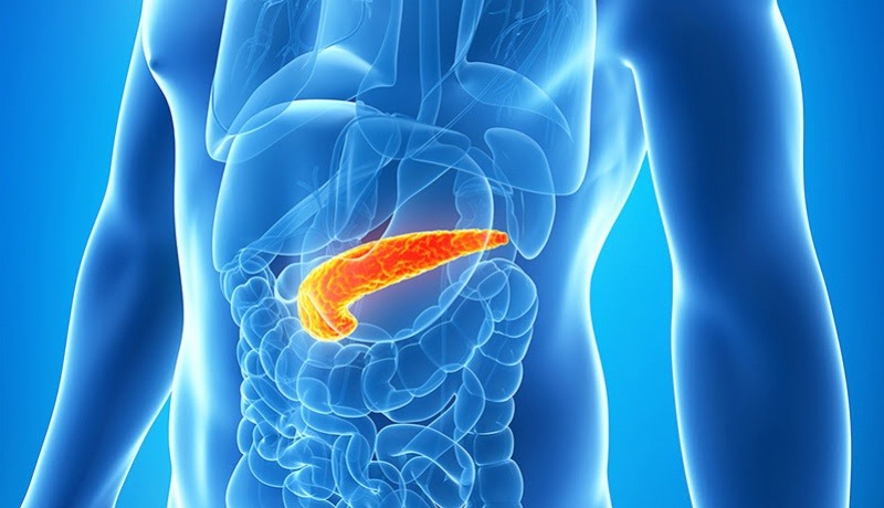 hormone-la-gi-vai-tro-cua-hormone-trong-co-the 3.jpg