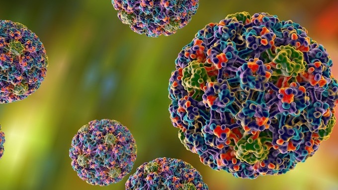 HPV tự đào thải sau 2 năm có đúng không? 2