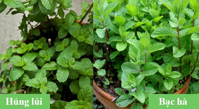 huong-dan-phan-biet-rau-hung-lui-va-bac-ha-2.jpg