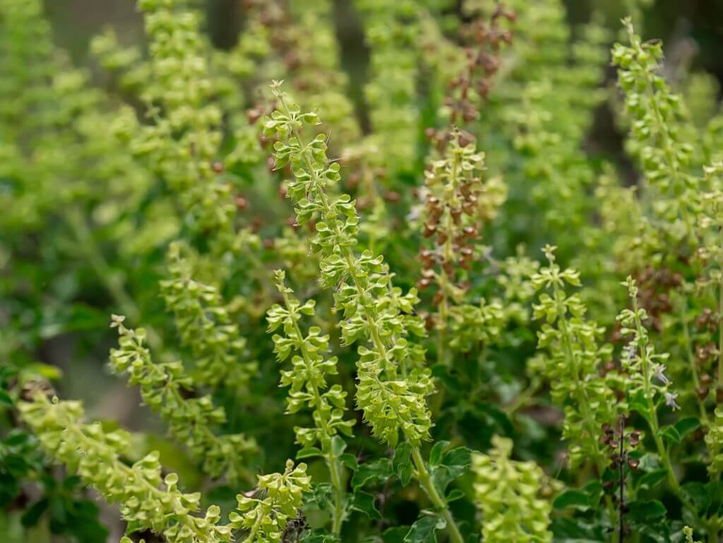 Cây Hương nhu trắng