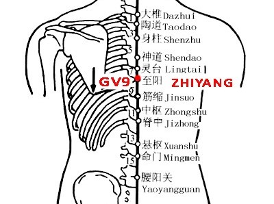 Huyệt Chí dương - Huyệt hội của khí âm và dương 2