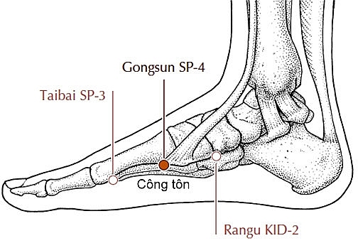 Huyệt công tôn có tác dụng gì? Cách tác động vào huyệt công tôn hiệu quả 1