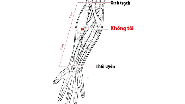 Huyệt Khổng Tối là gì? Cách xác định vị trí huyệt Khổng Tối 1
