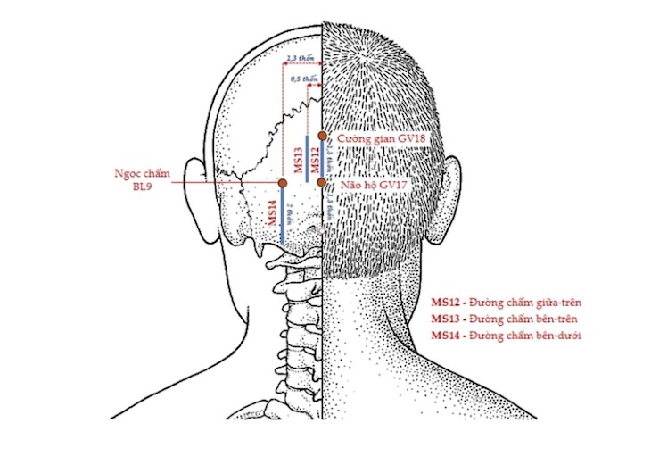 Công dụng tuyệt vời của huyệt Ngọc Chẩm mà bạn nên biết 1