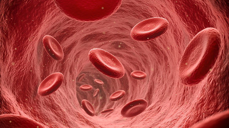 Huyết quản là gì? Một số bệnh liên quan đến huyết quản 2