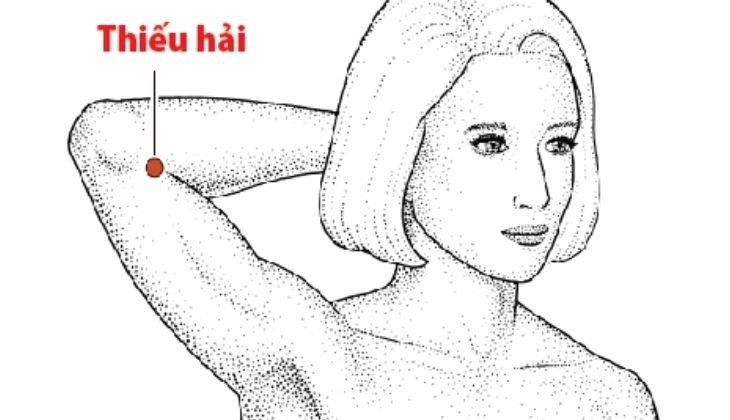 huyet-thieu-hai-nam-o-dau-chuc-nang-cua-huyet-thieu-hai-trong-co-the 2.jpg