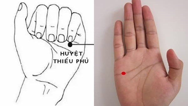 Huyệt thiếu phủ trong Đông Y: Vị trí, tác dụng và phương pháp trị bệnh 1